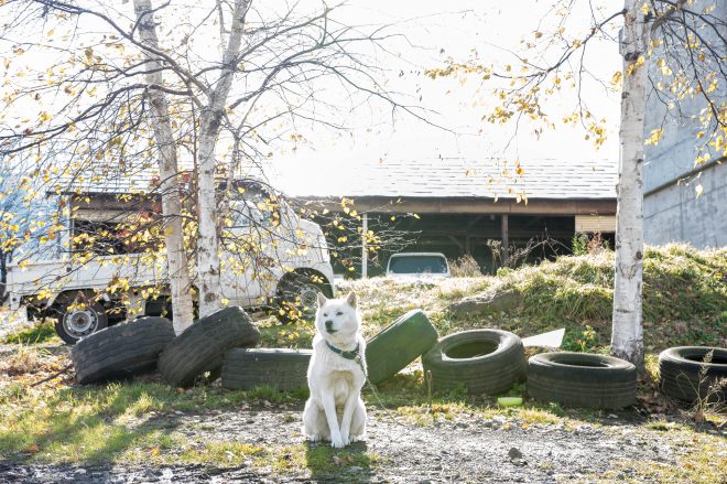 松本牧場の番犬である、アイヌ犬の「ダイスケ」。気性が荒いのか、噛みつかれる人が多いらしい。
