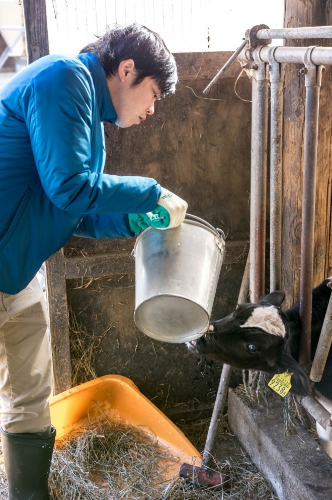 子牛にミルクを与える。ミルクを入れたバケツに乳首がついたミルクバーという哺乳瓶で飲ませる。