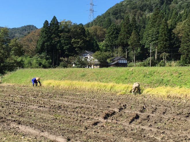 自然農法でお米を育てる渡辺さんの水田