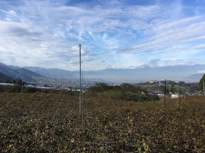 甲府盆地一帯に広がるぶどう畑
