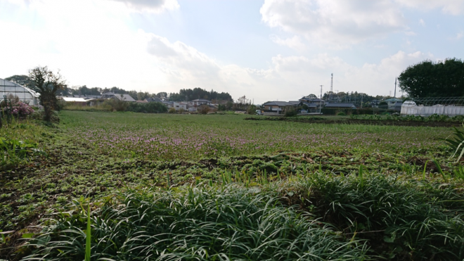 のどかな風景の様子