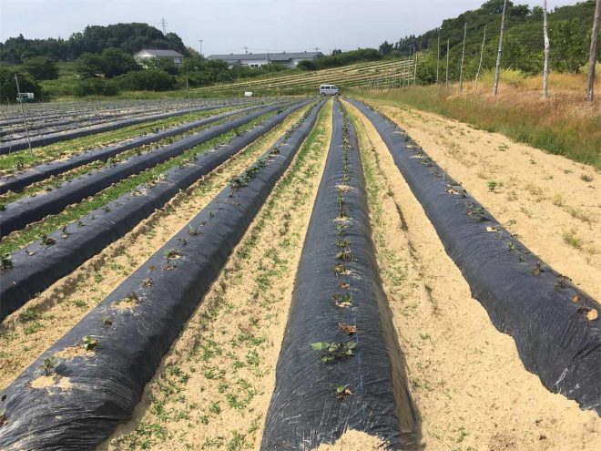 長く続くサツマイモ畑