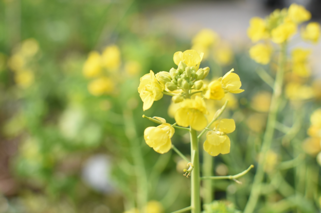 南房総では、12月から菜の花が咲き始めています