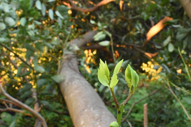 倒木から新たな芽が出てきています