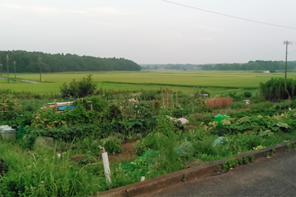 筆者の家庭菜園