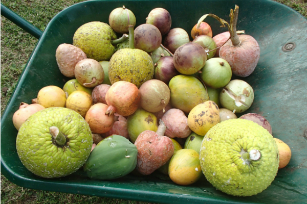 いっぱいの果物