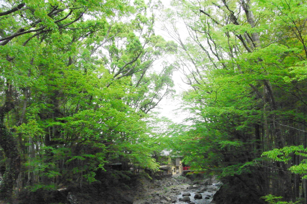 shinnrin