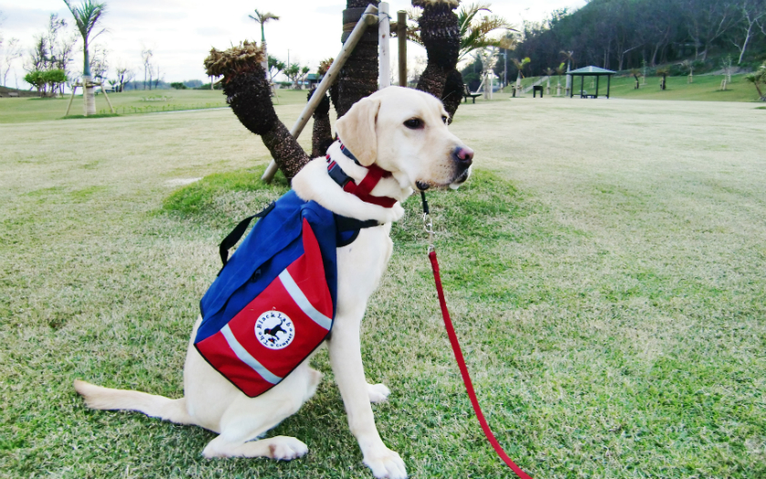 天国にいる愛犬とともに働いている! “フリーランスが最も働きやすい島化計画”で言葉と出会い、始まった新しい生き方