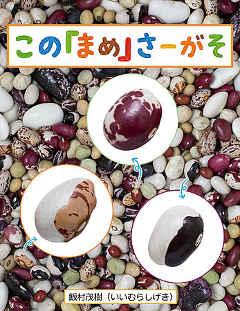 この「まめ」さーがそ
