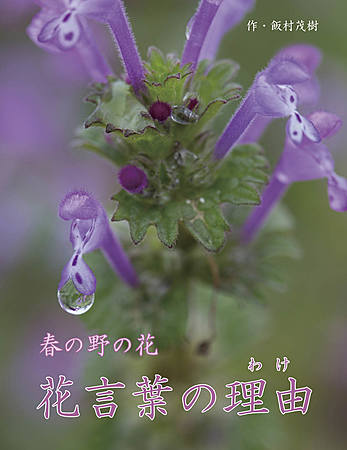 春の野の花　花言葉の理由（わけ）