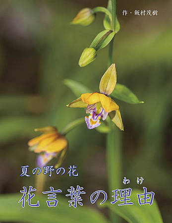夏の野の花　花言葉の理由（わけ）