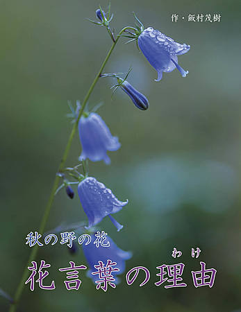 秋の野の花　花言葉の理由（わけ）