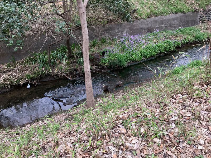 太宰治 愛人と入水自殺 Yumeato Net