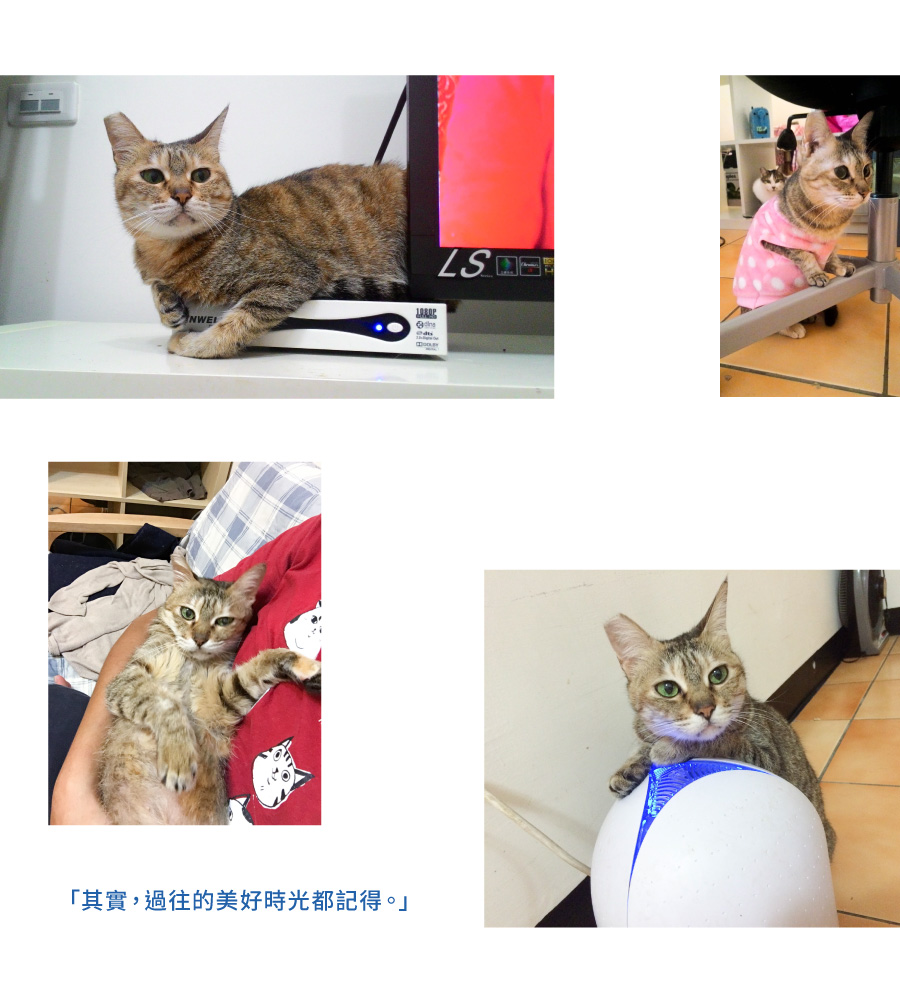 嘖嘖 窩窩u2014 為動物燒聲的報導計畫