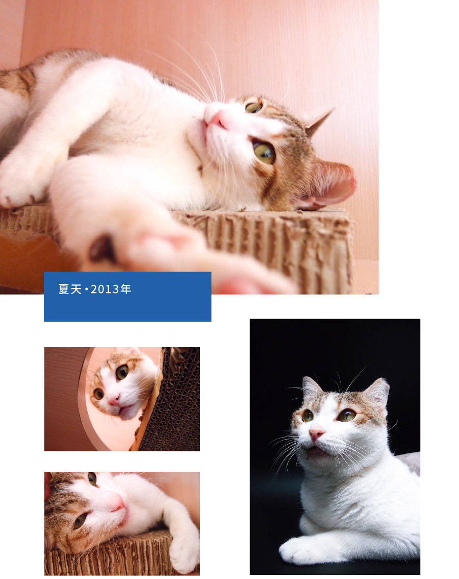 嘖嘖 窩窩 為動物燒聲的報導計畫