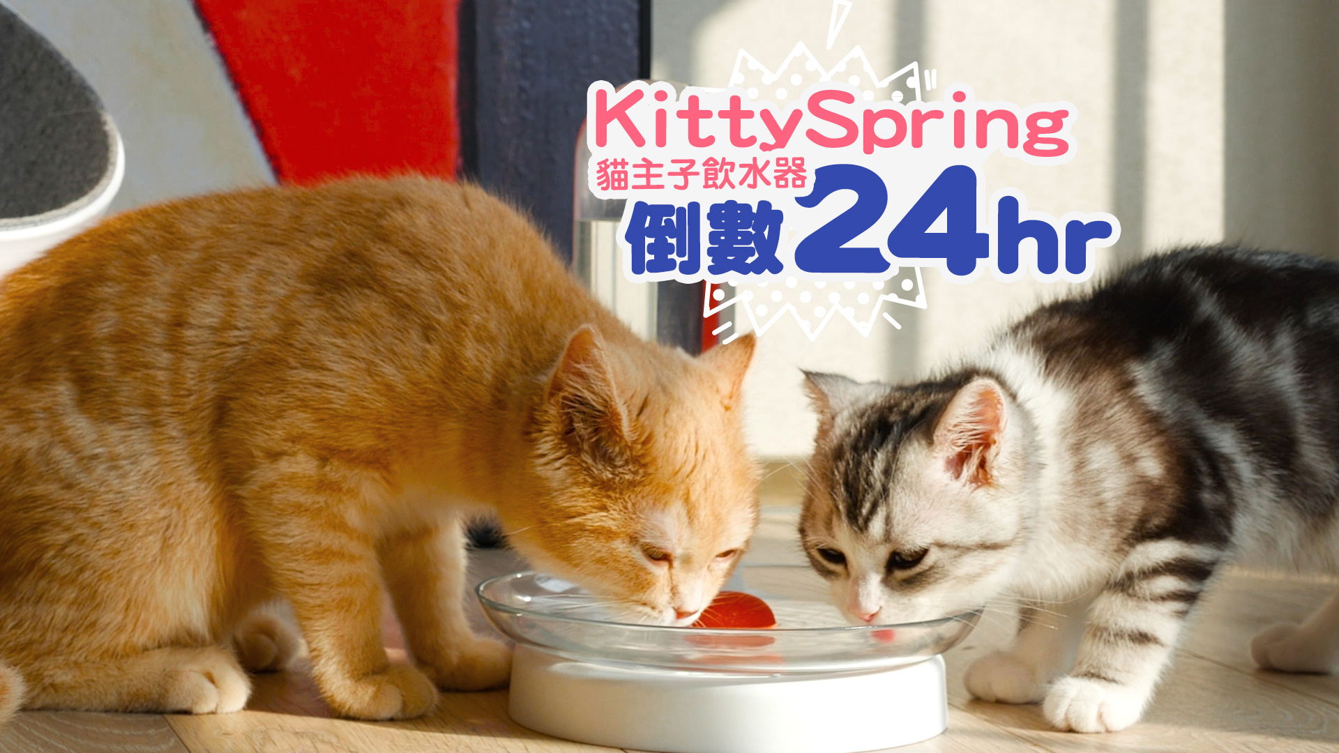 嘖嘖 KittySpring 貓主子飲水器│100%安全無毒材質，給貓咪最自然的喝 