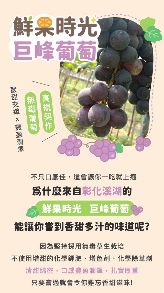 嘖嘖 無毒巨峰葡萄 閃閃發亮的紫色鑽石 香甜多汁的黃金比例 吃一口就上癮