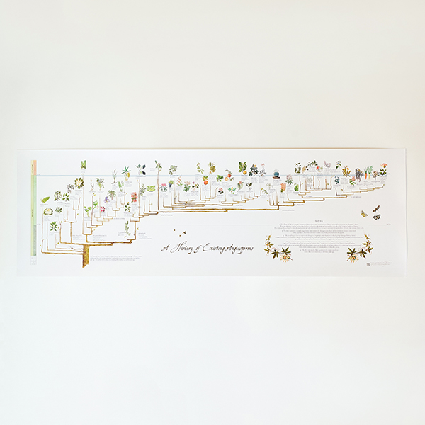 被子植物の歴史（A Hist of Existing Angiosperms）