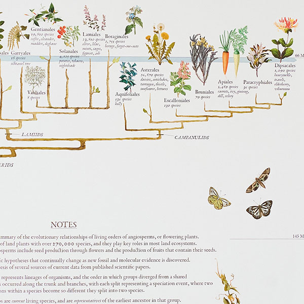 見たことのない植物までその世界を知る大人の学習アート