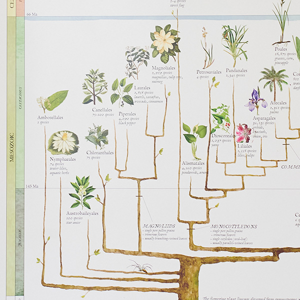 まるで植物学者気分を楽しめます