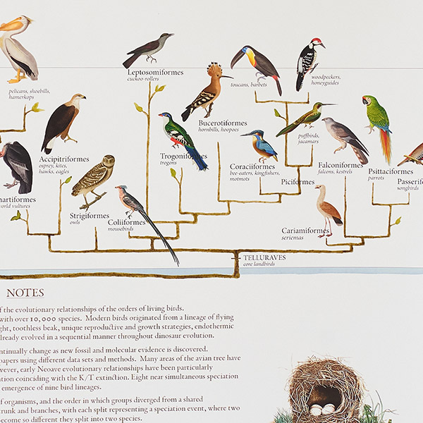 現存する鳥類の進化の歴史を図解した系統樹