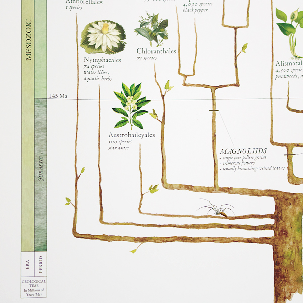 枝の高さと左縦軸で進化の歴史がわかります（被子植物の歴史）